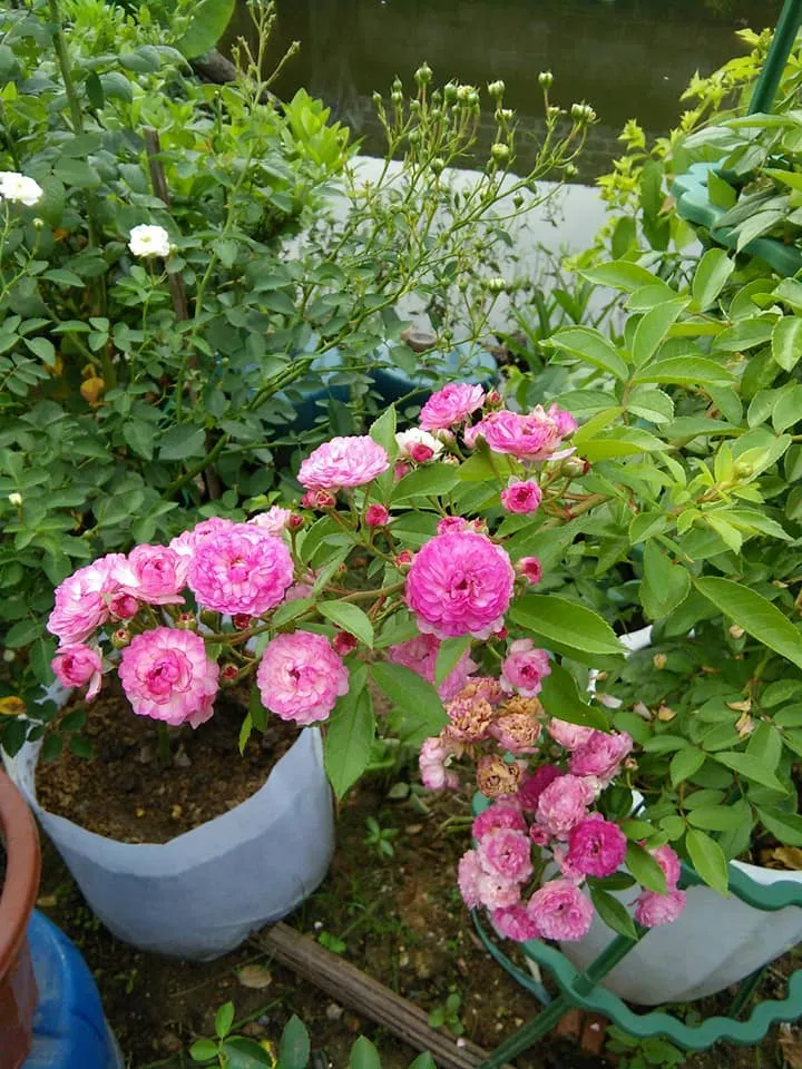 Cach Trong Hoa Hong Vineyard Song Sfarm