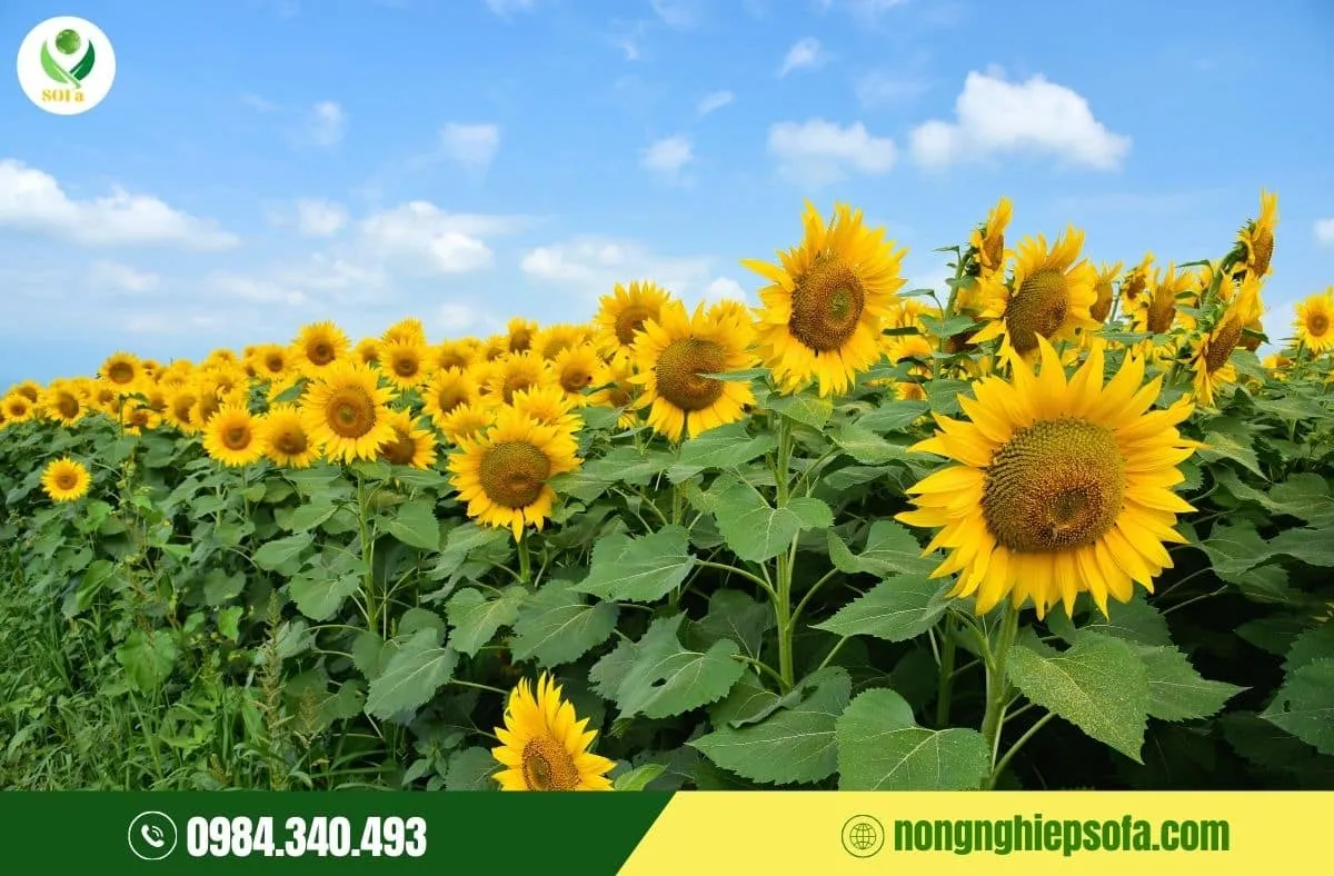 Hoa hướng dương rực rỡ tượng trưng cho may mắn và năng lượng tích cực ngày Tết