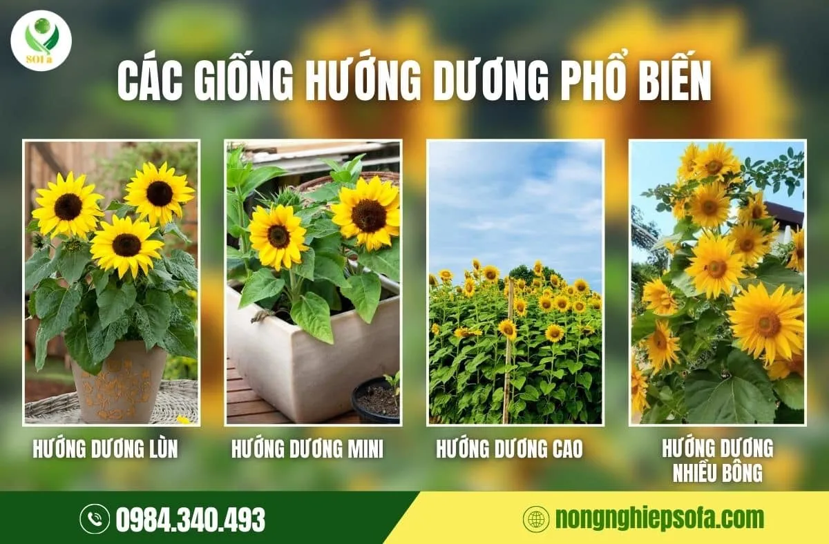 Thúc đẩy dinh dưỡng đúng lúc giúp hoa hướng dương ra nụ lớn, màu sắc tươi