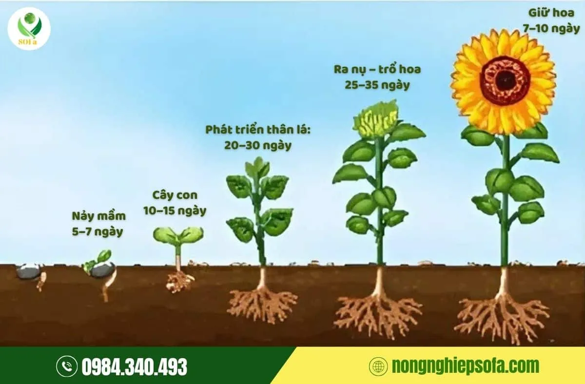 Lịch trình phát triển của hoa hướng dương theo từng giai đoạn giúp canh thời vụ chuẩn xác