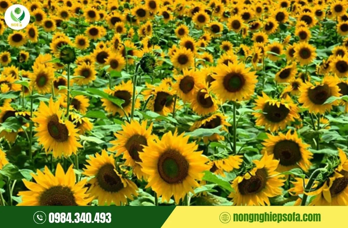 Các lưu ý về chế độ tưới và dinh dưỡng giúp hoa hướng dương nở to, đều, đẹp, lâu tàn