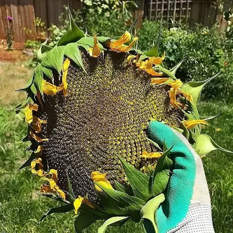 Hướng dẫn chọn lọc hạt giống hoa hướng dương chất lượng cao