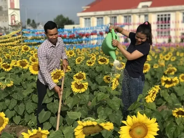 Quy trình bón phân và tưới nước đúng cách để hoa hướng dương nở to đẹp