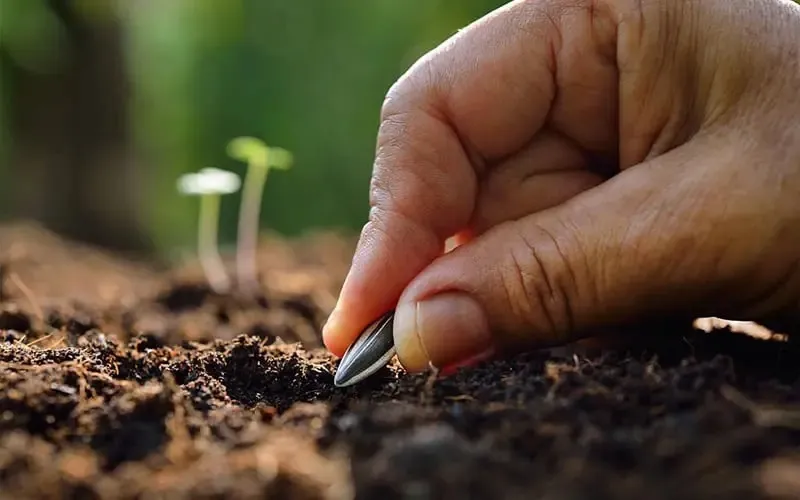 Hướng dẫn cách trồng hướng dương lấy hạt đạt năng suất tối đa, chú trọng kỹ thuật chăm sóc và chọn giống khổng lồ