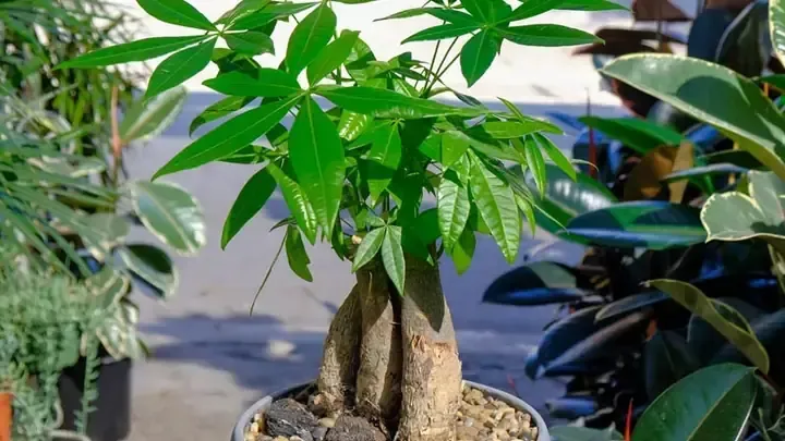 Các bước chi tiết trong cách trồng hoa kim anh để cây ra hoa