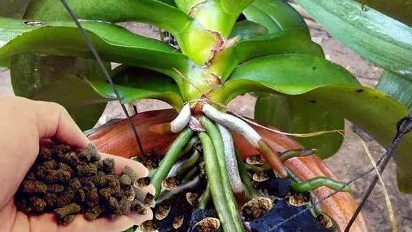 Tưới phân NPK 6-30-30 hoặc 10-52-17 để kích thích cây lan ra hoa đúng vụ