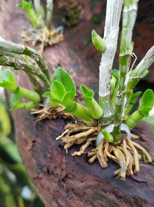 Cây lan con sau khi chiết tách giả hành và đã phát triển bộ rễ mới