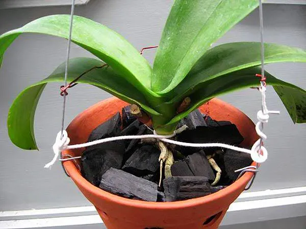 Giá thể trồng lan phải xốp và có khả năng giữ ẩm cao như rêu rừng hoặc xơ dừa