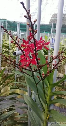 Lan Renred đang được phun dung dịch dinh dưỡng cho giai đoạn chuẩn bị ra hoa