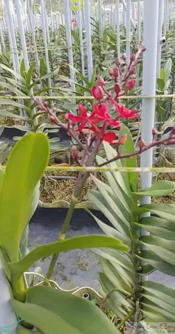 Lan Renred đang được trồng trong chậu gỗ với giá thể than củi và vỏ thông