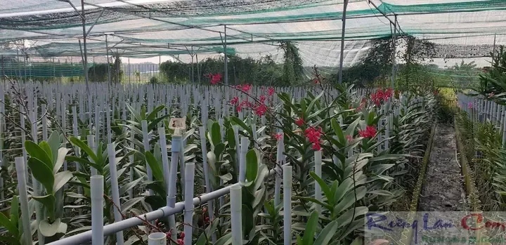 Cây lan Renred con đang được tách ra khỏi cây mẹ để nhân giống