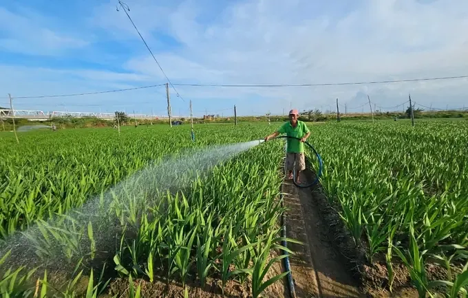 Hoa Lay Ơn, Cơ Hội Còn Rộng Mở Ở Nghệ An