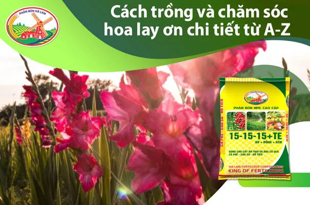 cách gieo trồng hoa lay ơn