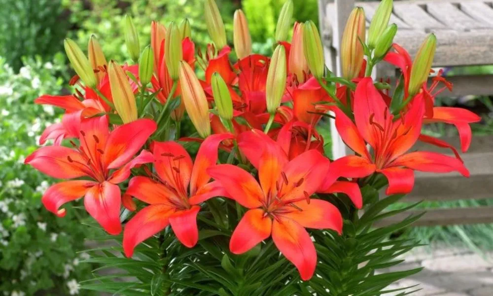 Điều kiện sinh trưởng và phát triển của hoa ly