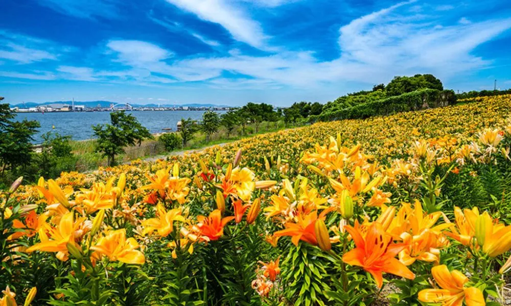 Khi trồng, bạn cần dựa vào loại củ giống, kích thước củ và thời tiết