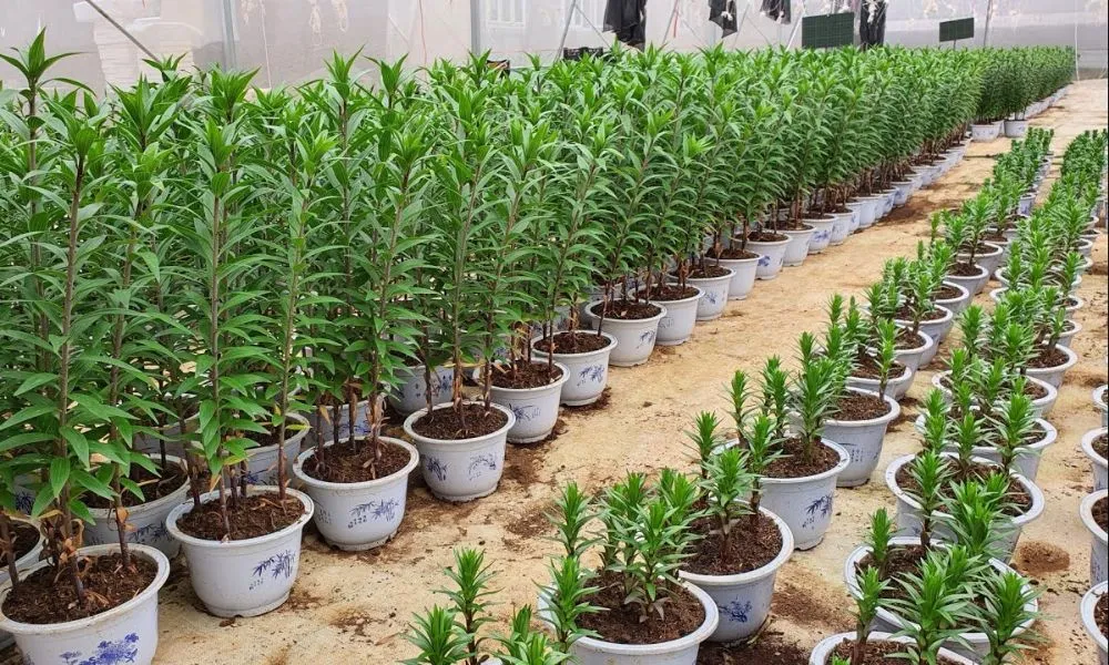 Cây lily có thể phát triển trên nhiều loại đất