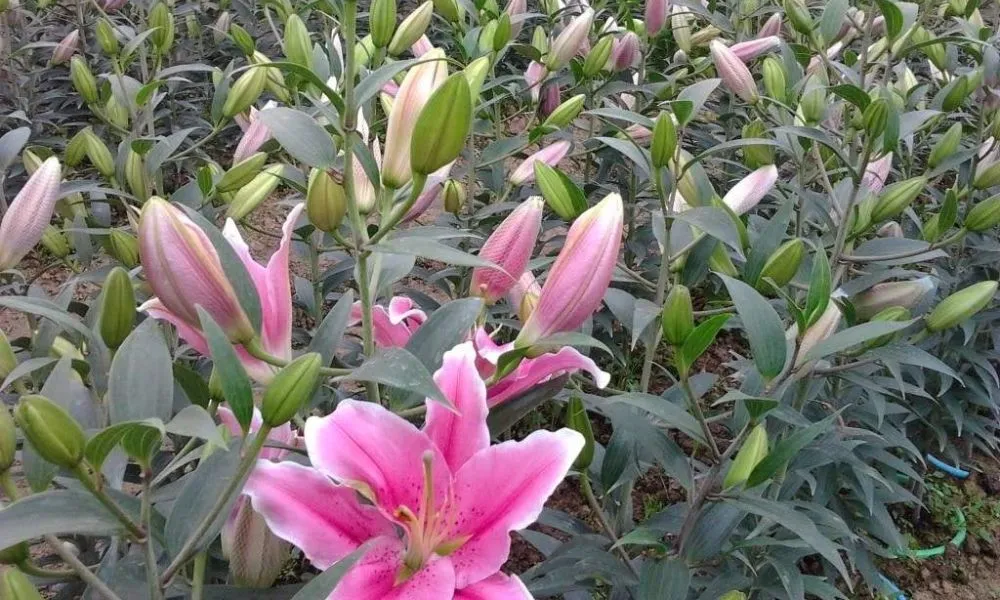 Cách trồng hoa ly đúng kỹ thuật