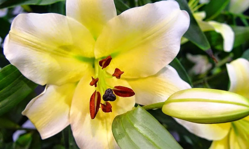 Hoa lily khá nhạy cảm với nhiệt độ