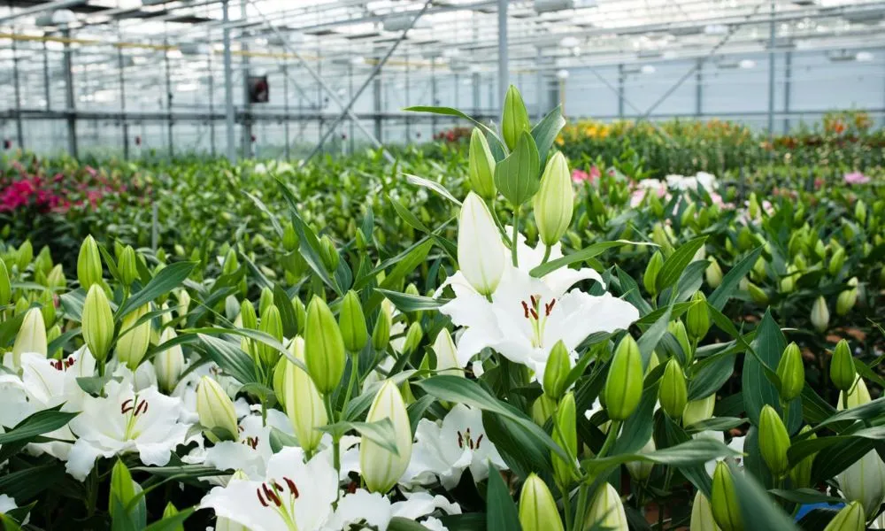 Sau khi trồng khoảng 3 tuần, tiến hành bón phân thúc để thúc đẩy cây phát triển