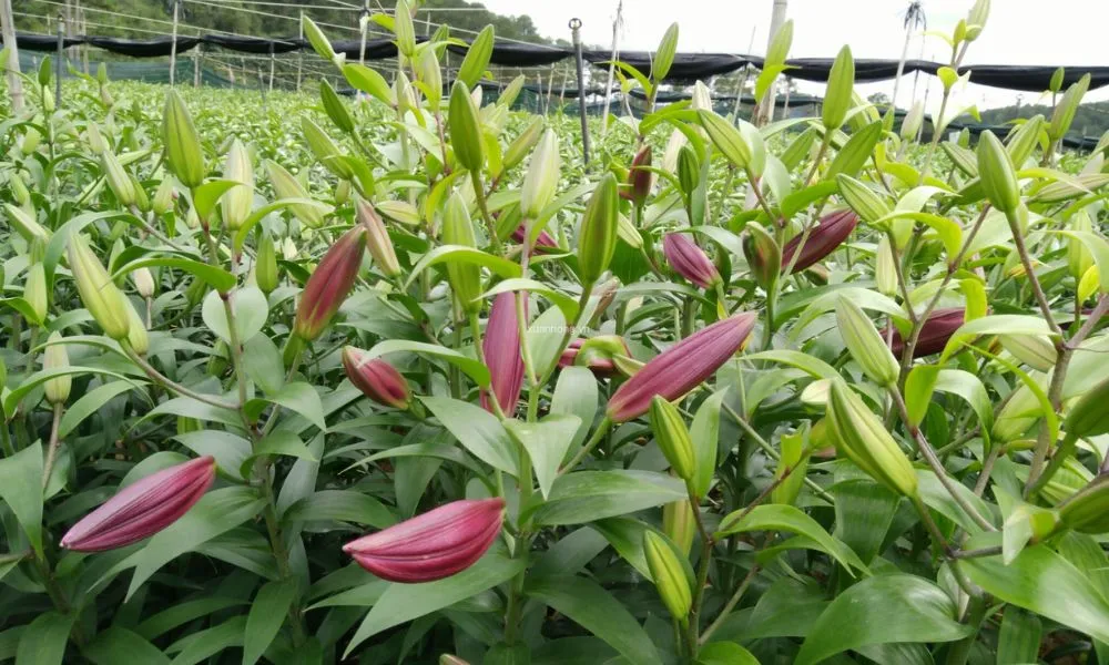 Cần phòng trừ sâu bệnh cho cây hoa ly