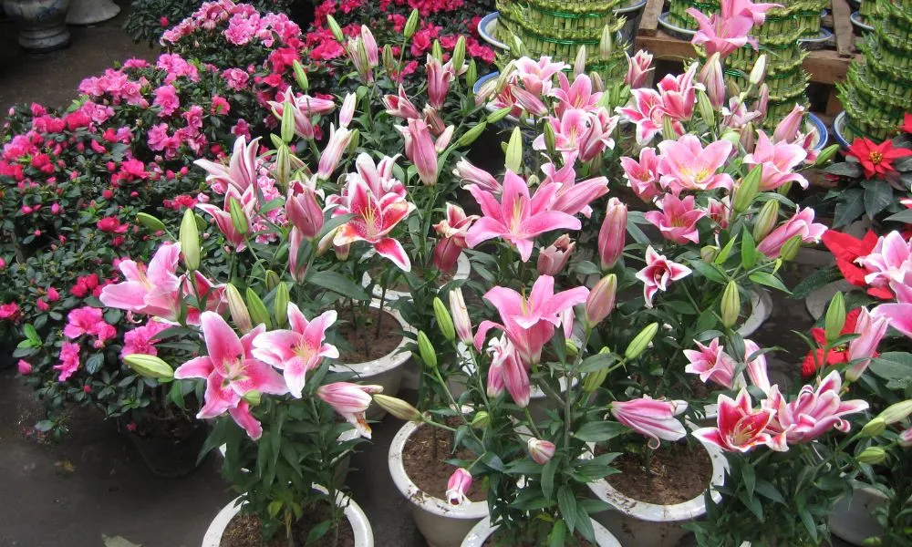 Trồng ngay vào chậu sau 1 ngày, tưới nước đều