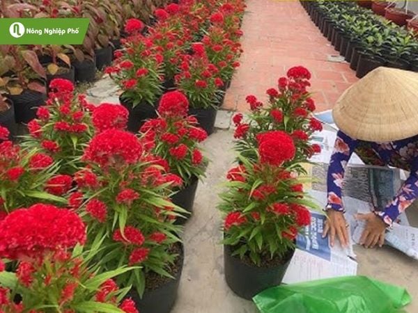 Cách Trồng Mào Gà Lửa Nhỏ Đảm Bảo Ra Hoa Đúng Dịp Tết Nguyên Đán