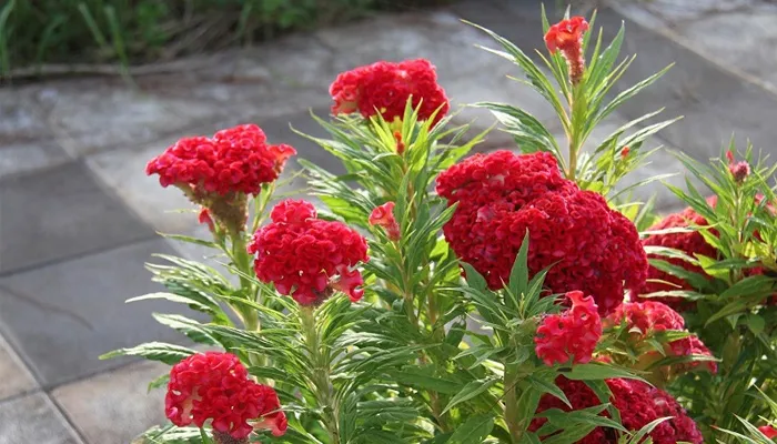 Cách trồng hoa mào gà lửa chơi Tết