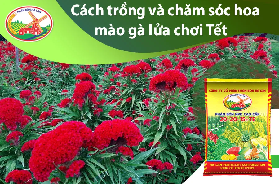 Cách trồng và chăm sóc hoa mào gà lửa trưng trong dịp Tết