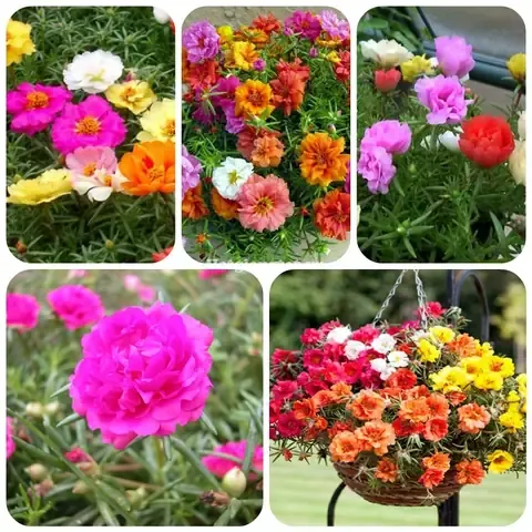 Kỹ Thuật Trồng Hạt Giống Hoa Mười Giờ Mỹ Cánh Kép