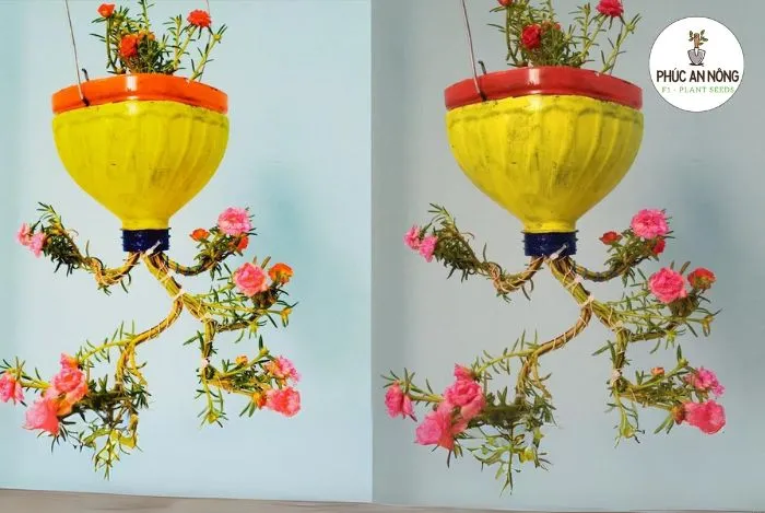 Cách trồng hoa mười giờ sáng tạo treo ngược