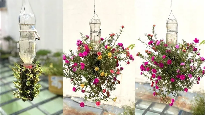 Cách Trồng Hoa 10 Giờ Bằng Hạt: Hướng Dẫn Chuyên Sâu Từ A Đến Z