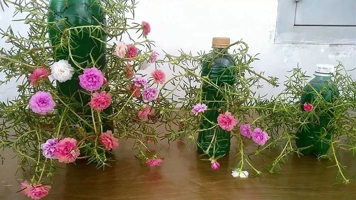 Cách Trồng Hoa 10 Giờ Bằng Hạt: Hướng Dẫn Chuyên Sâu Từ A Đến Z