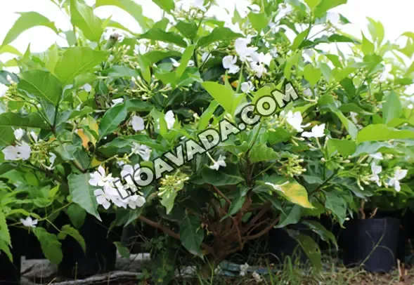 Cách Trồng Hoa Ngọc Anh: Bí Quyết Thu Hoạch và Bảo Quản Hiệu Quả