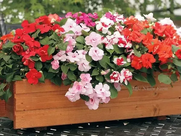 Lựa chọn chậu trồng và giá thể thoát nước tối ưu cho hoa ngọc thảo