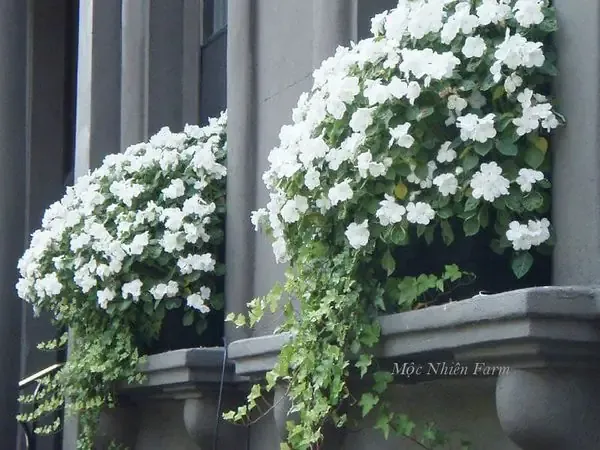 Cây hoa ngọc thảo nở rộ, minh họa công dụng và cách trồng hoa ngọc thảo bằng cành