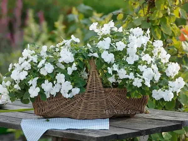 Quan sát và chăm sóc cành giâm hoa ngọc thảo để đạt tỷ lệ thành công cao