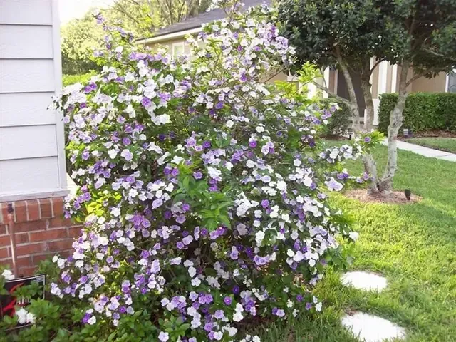 Kỹ thuật trồng và chăm sóc hoa nhài nhật ra hoa quanh năm trong chậu