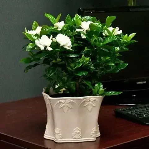 Thời Điểm Thu Hoạch