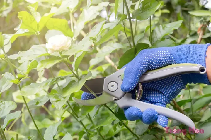 Nhân Giống Bằng Giâm Cành