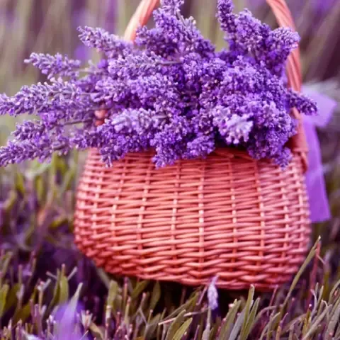 Cây oải hương trưởng thành trồng trong chậu, an toàn cho vật nuôi