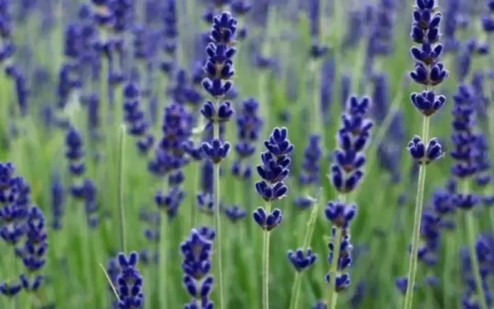 Kỹ thuật gieo trồng hoa oải hương bằng hạt giống hiệu quả