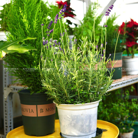 Cách Trồng Hoa Oải Hương Toàn Diện Cho Người Mới Bắt Đầu