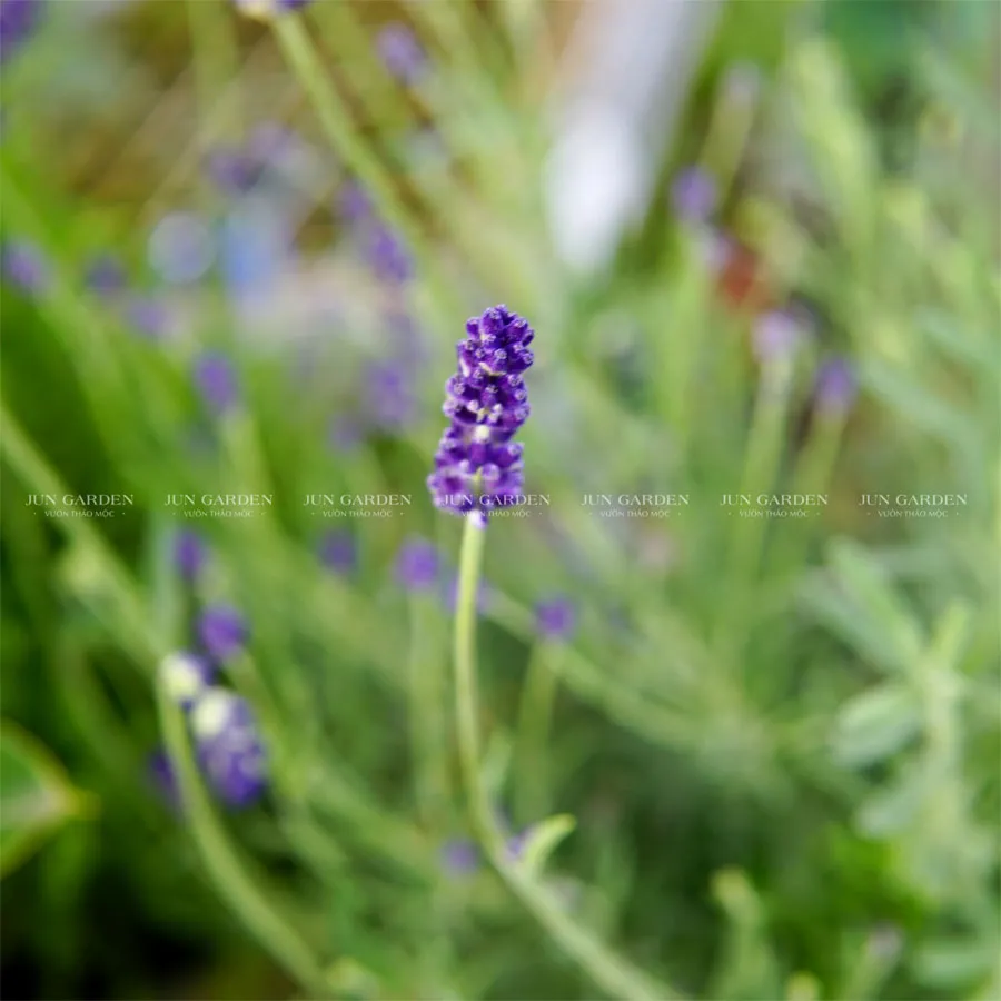 Chăm sóc và cắt tỉa cây oải hương lavender sau khi hoa tàn