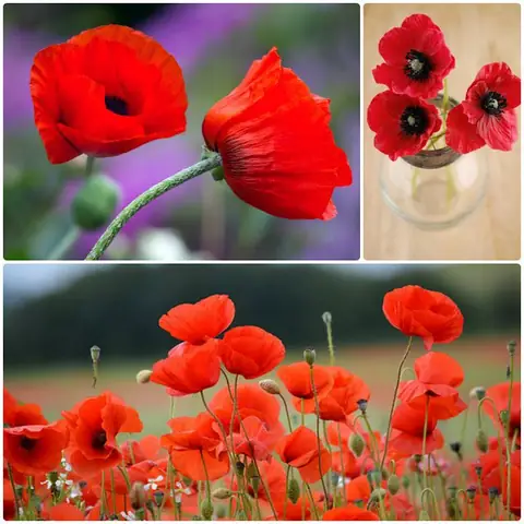 Cách Trồng Hoa Bằng Hạt: Hướng Dẫn Chi Tiết Cho Người Mới Bắt Đầu