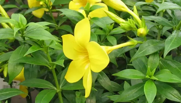 Những Lưu Ý Quan Trọng Khi Thực Hiện Cách Trồng Hoa Quỳnh Anh Và Chăm Sóc