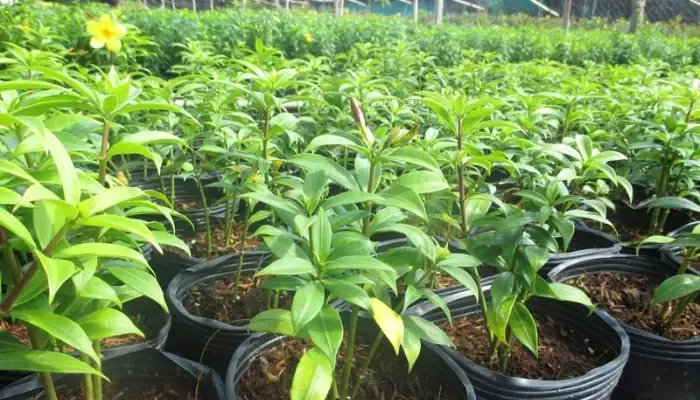 Cách Trồng Và Chăm Sóc Hoa Quỳnh Anh Nhanh Ra Hoa, Nở Rộ - Kỹ Thuật Chuyên Sâu