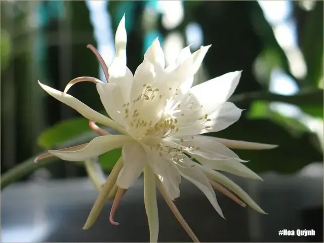 Cách Trồng Hoa Quỳnh Anh: Cẩm Nang Chi Tiết Từ A Đến Z Để Cây Nở Hoa Rực Rỡ