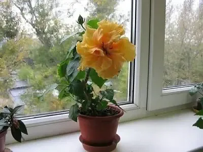 Cành hoa râm bụt được giâm trong chậu đất nhỏ đang nảy mầm lá non