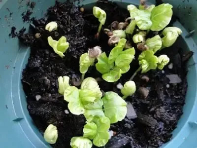 Cây hoa râm bụt con đã ra rễ đang được chuyển sang chậu lớn hơn