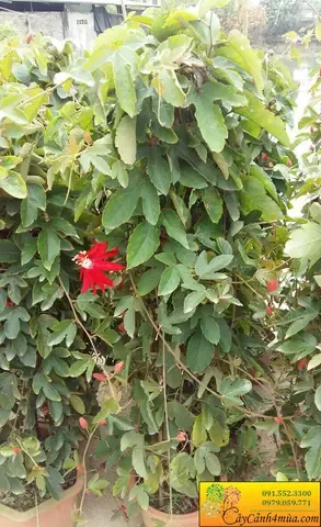 Cây hoa sao biển trong chậu được chăm sóc đúng kỹ thuật, đang nở rộ hoa rực rỡ